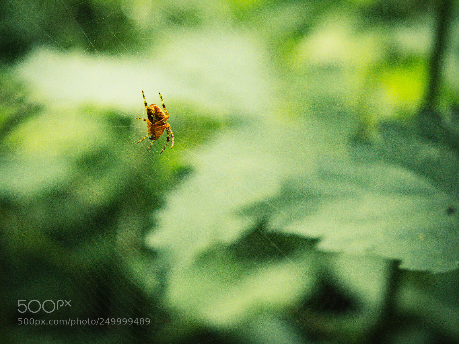 Nikon D3200 sample photo. Spider! photography
