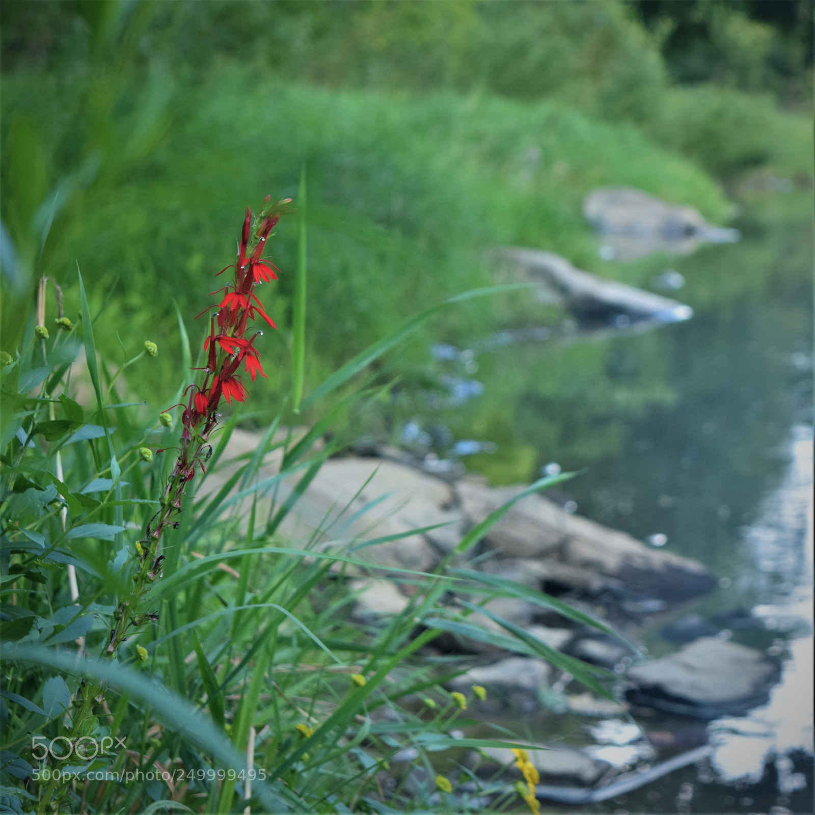 Nikon D3300 sample photo. Red by the river photography