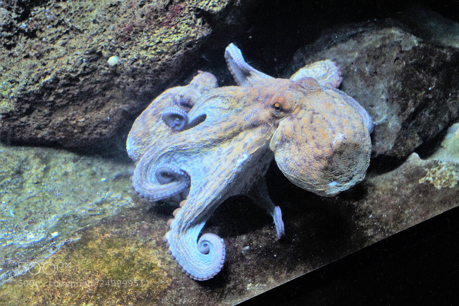 Sony SLT-A58 sample photo. Aquatic life photography
