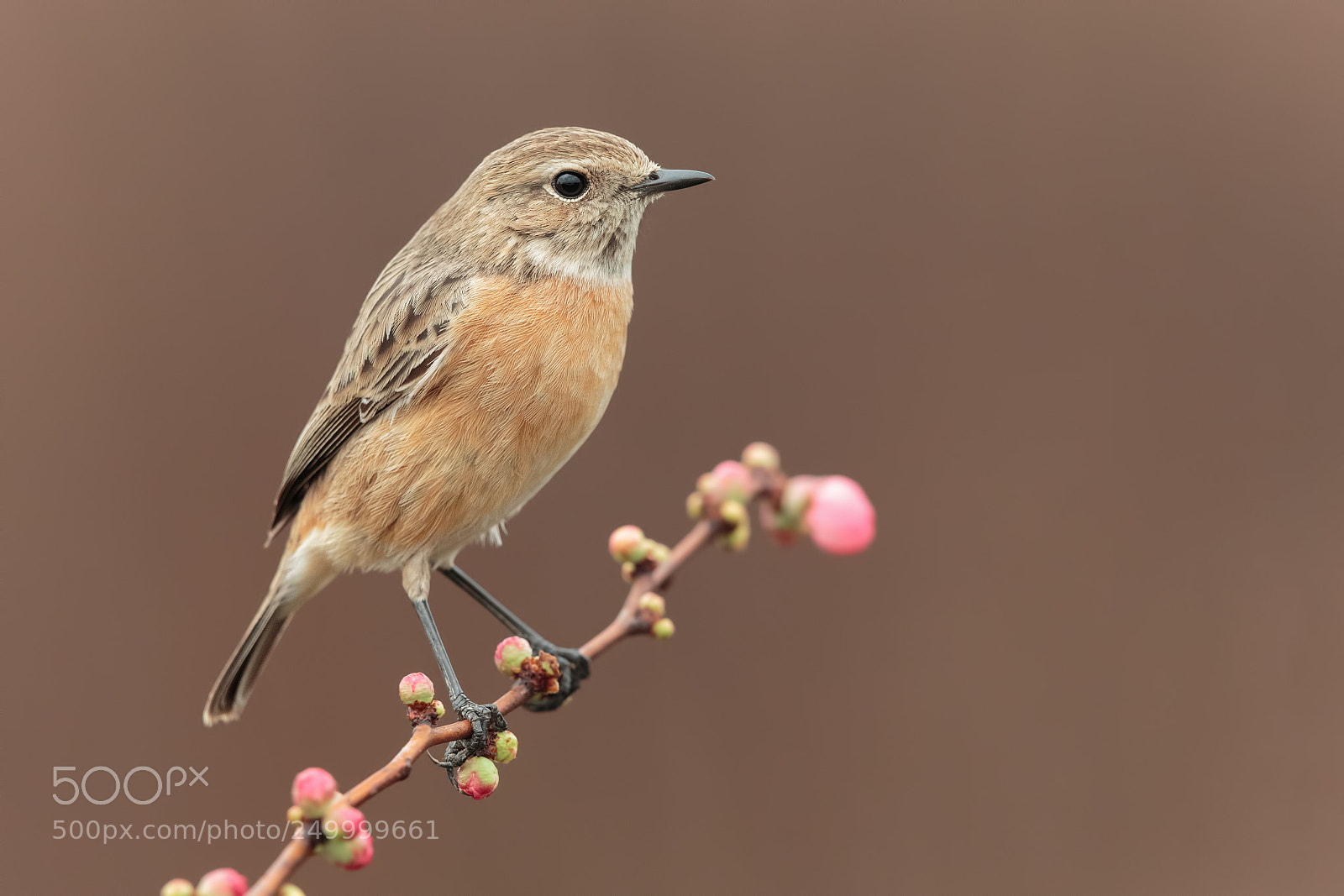 Canon EOS-1D X sample photo. Stonechat female photography