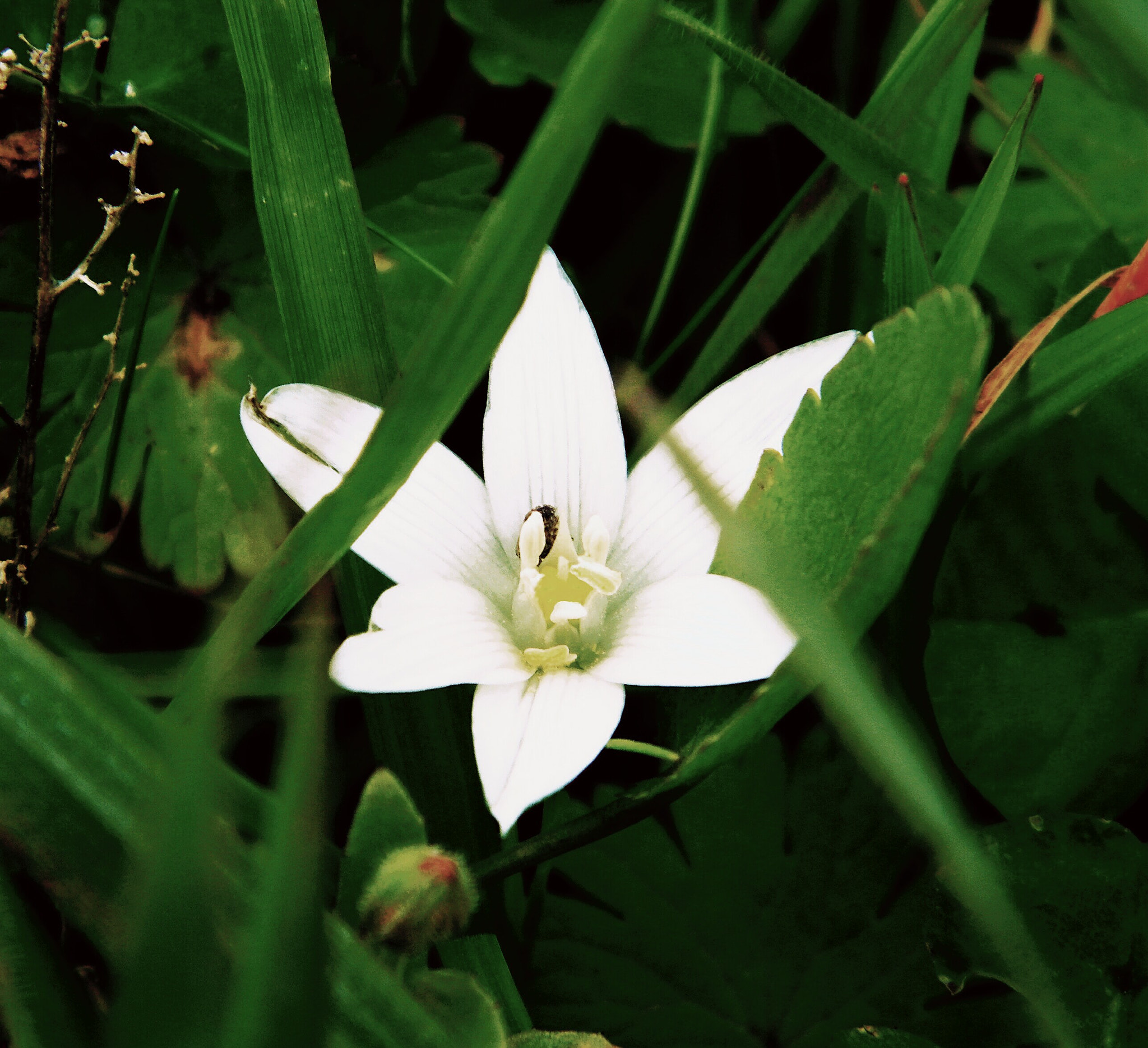 Kodak EASYSHARE Z1015 IS DIGITAL CAMERA sample photo. Wild flower photography