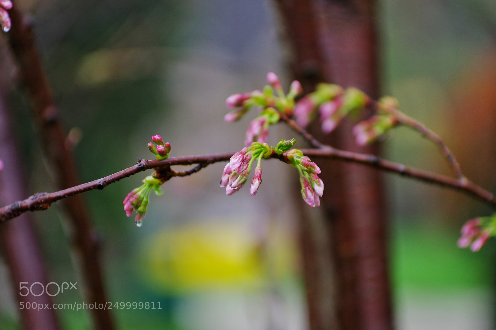 Pentax K-3 II sample photo. Untitled photography
