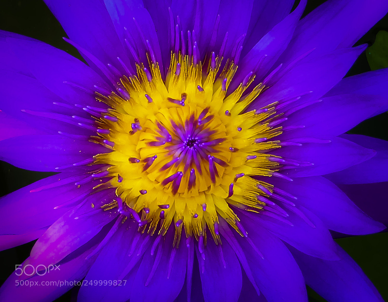 Panasonic Lumix DMC-ZS30 (Lumix DMC-TZ40) sample photo. Purple lady photography