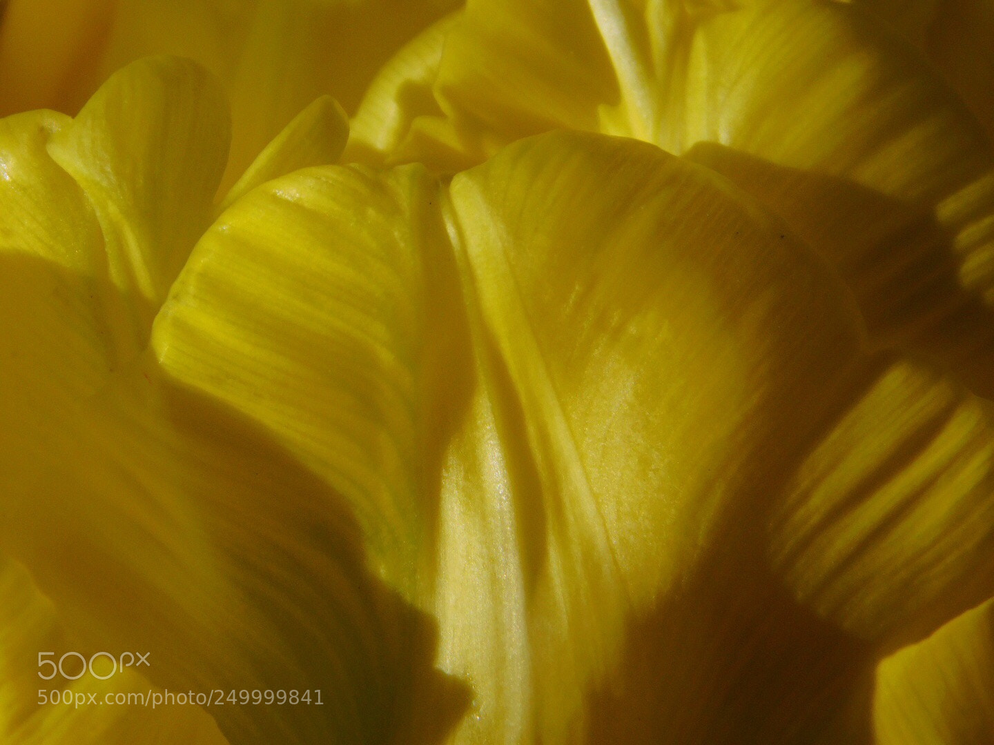 Nikon Coolpix B500 sample photo. Yellow petals photography