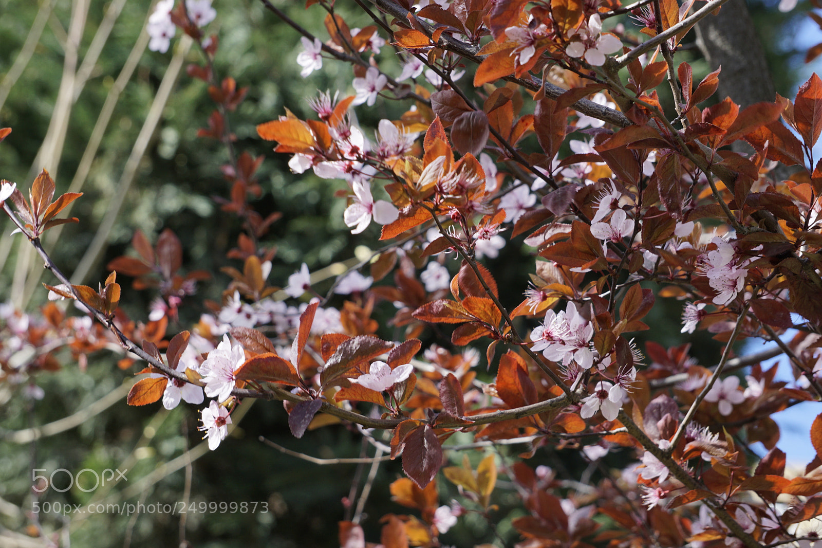 Sony a6000 sample photo. Spring blossoms photography