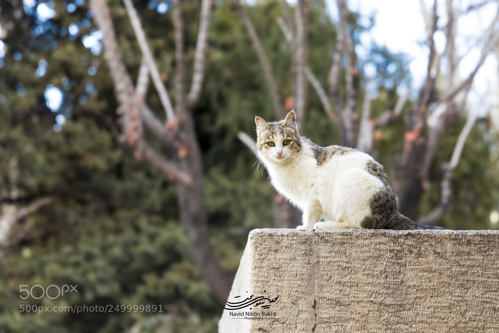 Canon EOS 80D sample photo. Cat photography