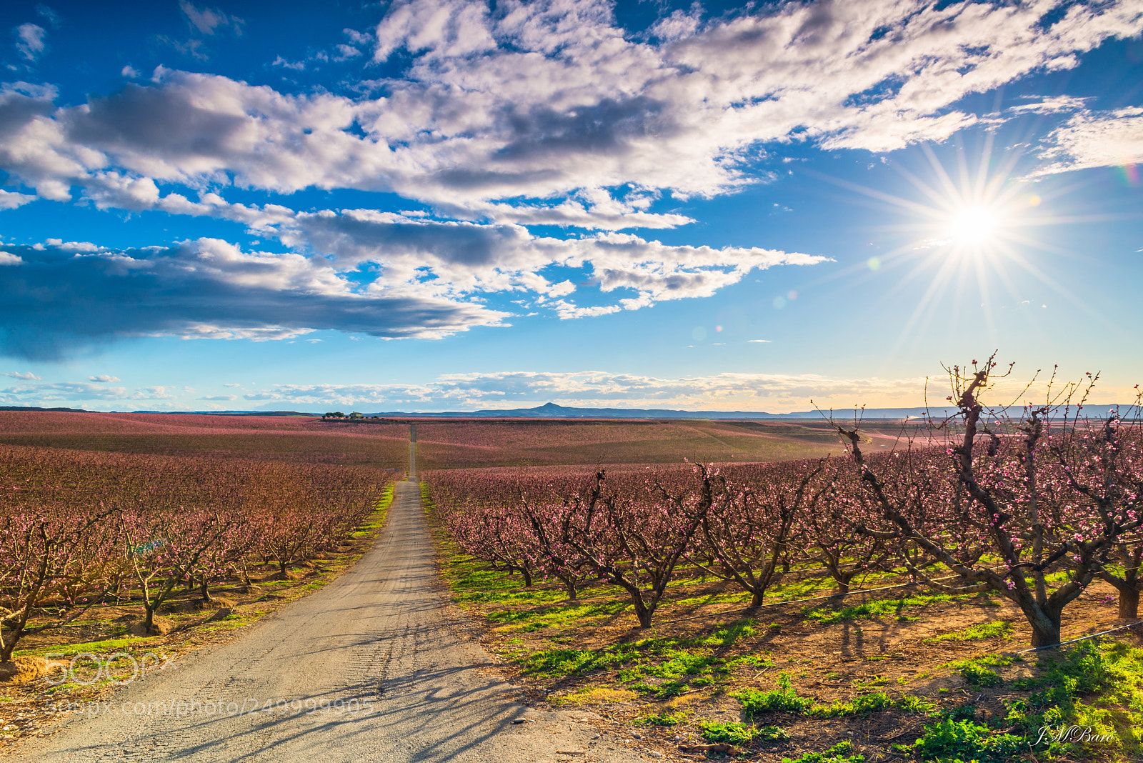 Nikon D810 sample photo. Floración photography