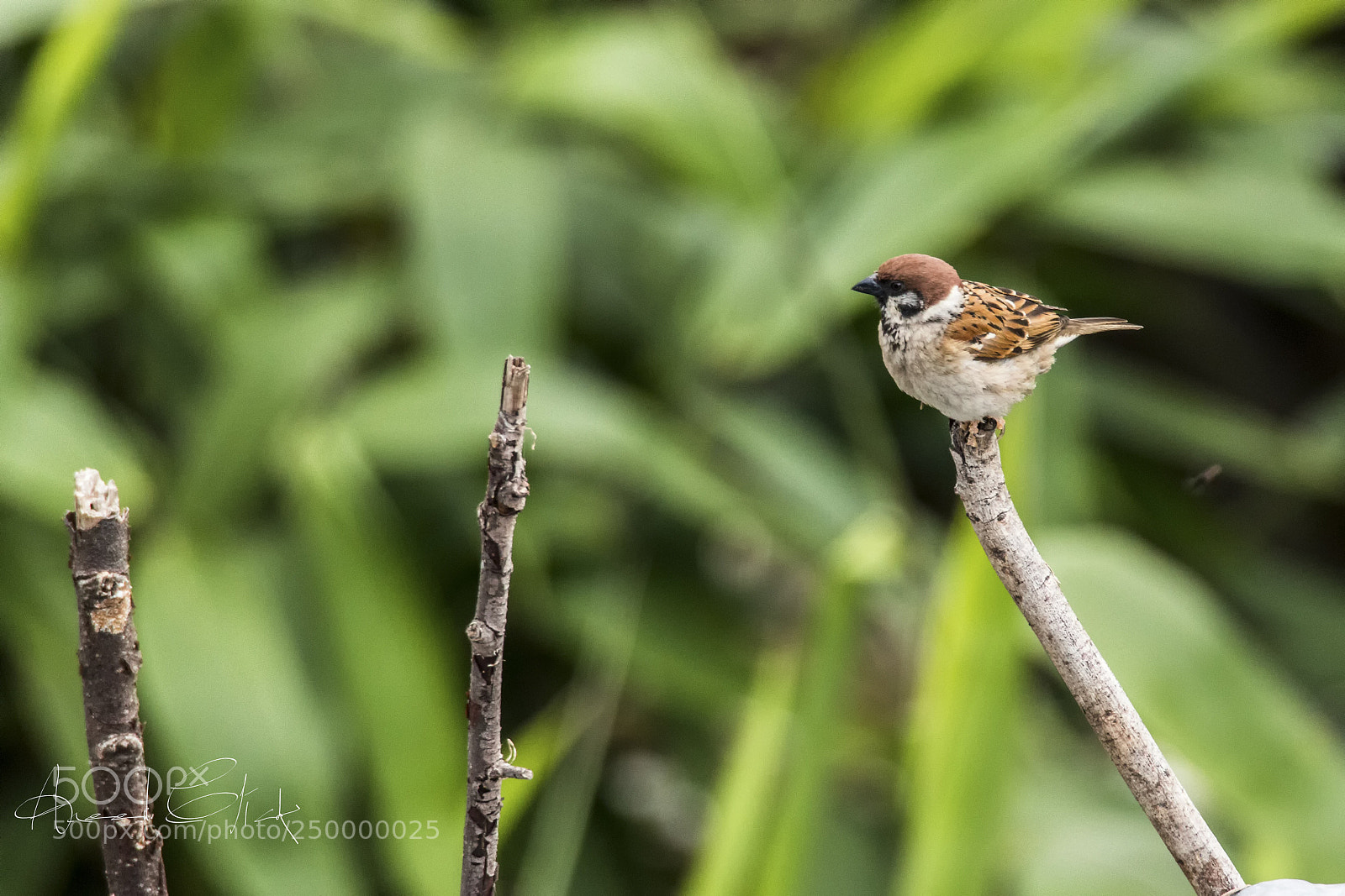 Canon EOS 70D sample photo. Eurasian tree sparrow  photography