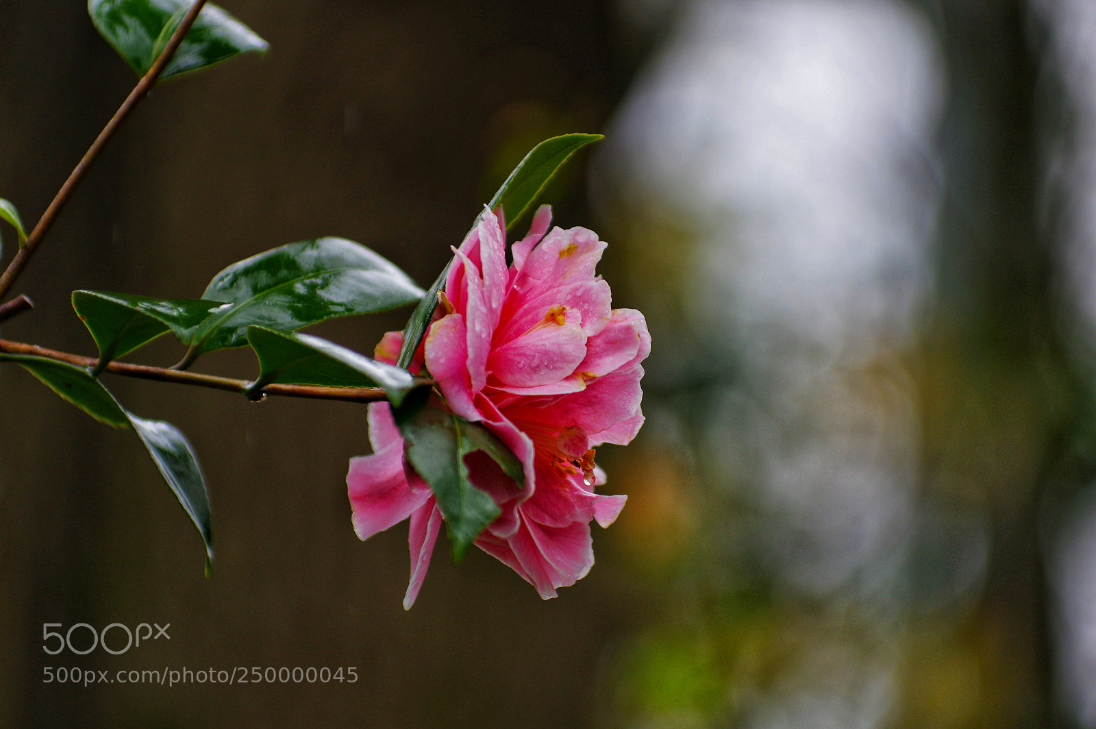 Pentax K-3 II sample photo. Untitled photography