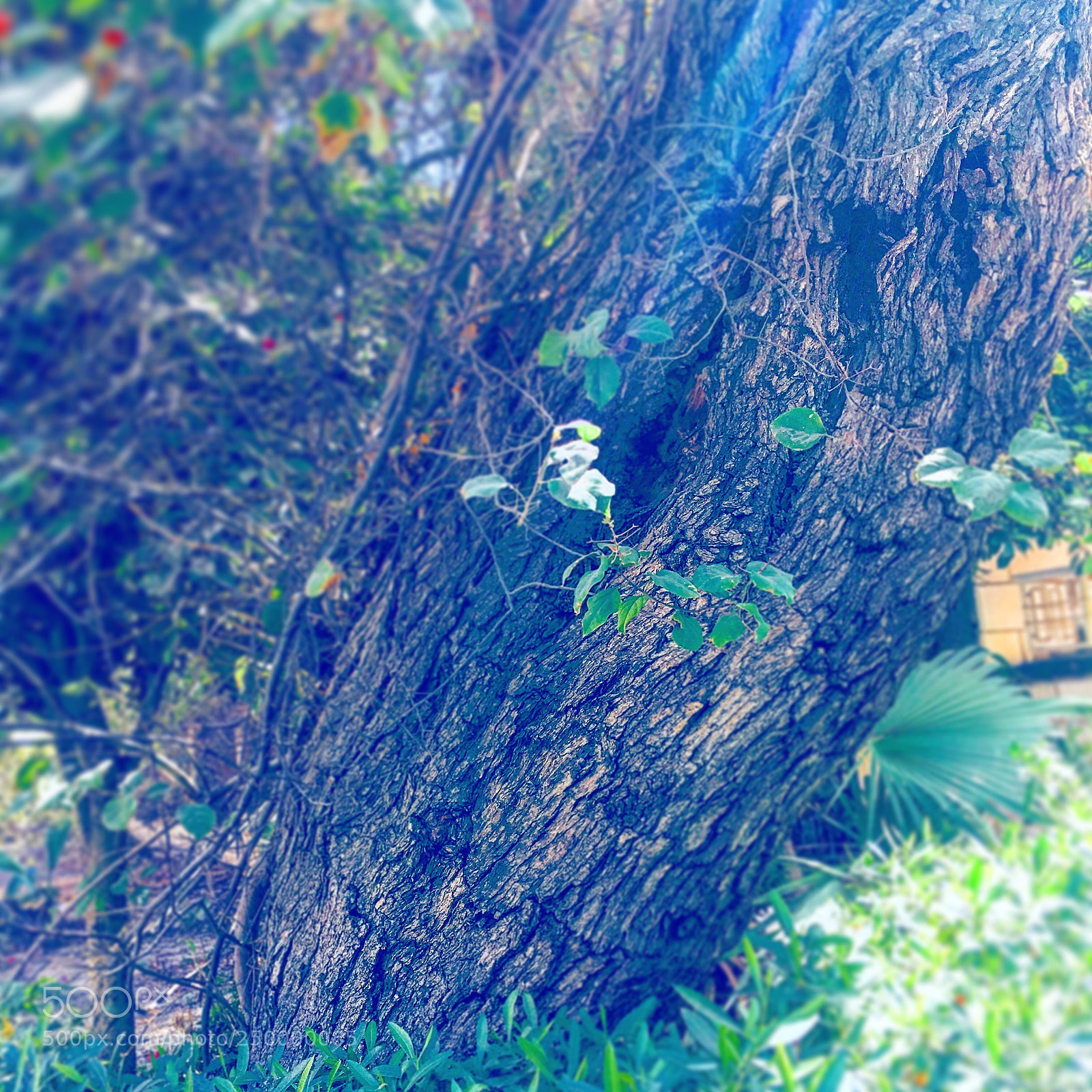 Apple iPhone 6s Plus sample photo. Untitled photography