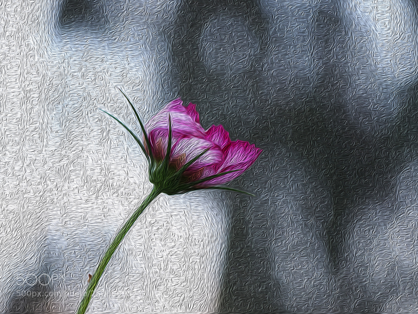 Olympus PEN E-PL5 sample photo. Cosmos flower flies on photography