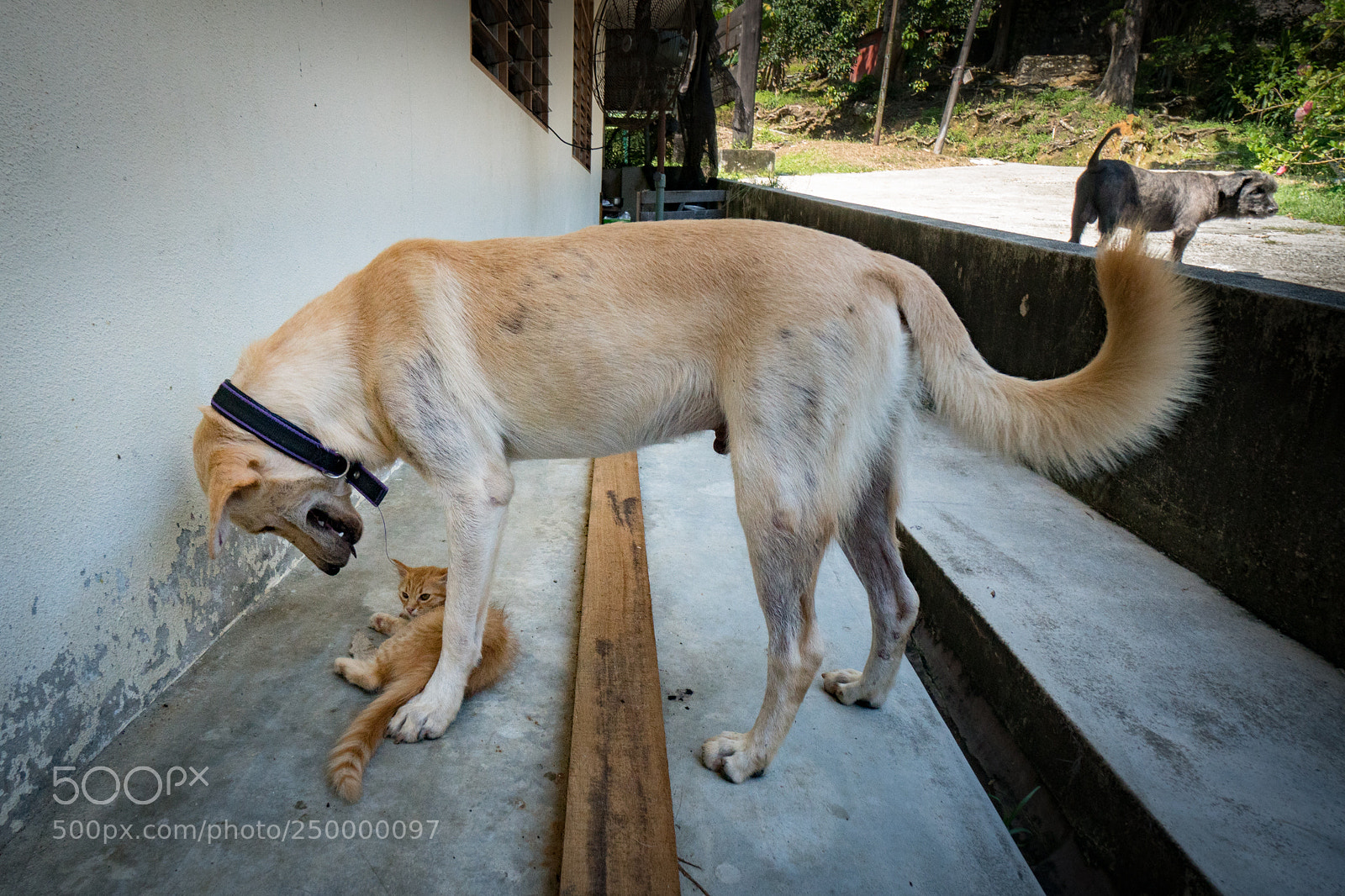 Sony a6300 sample photo. Best friends photography
