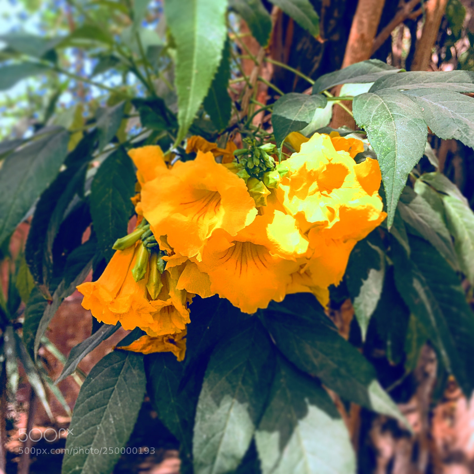 Apple iPhone 6s Plus sample photo. Untitled photography