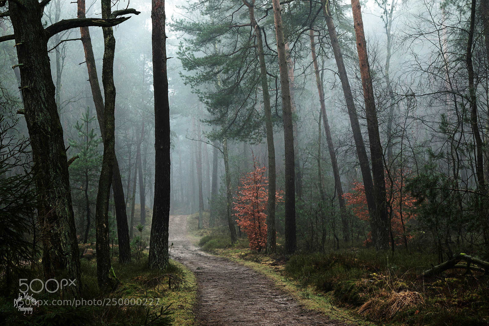 Canon EOS 7D Mark II sample photo. Forest in foggy morning photography
