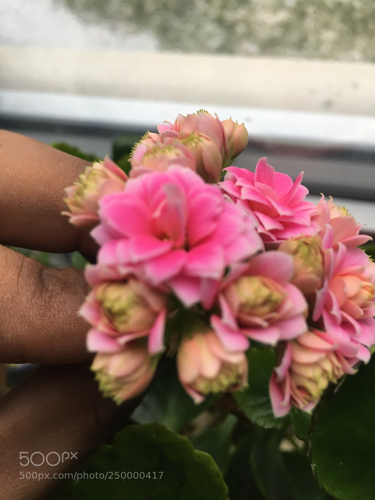 Apple iPhone 6s sample photo. Untitled photography