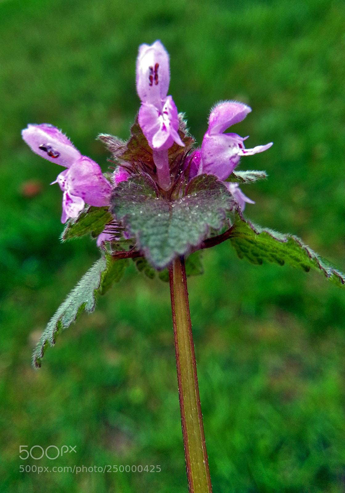 Samsung Galaxy Note2 sample photo. Flower photography