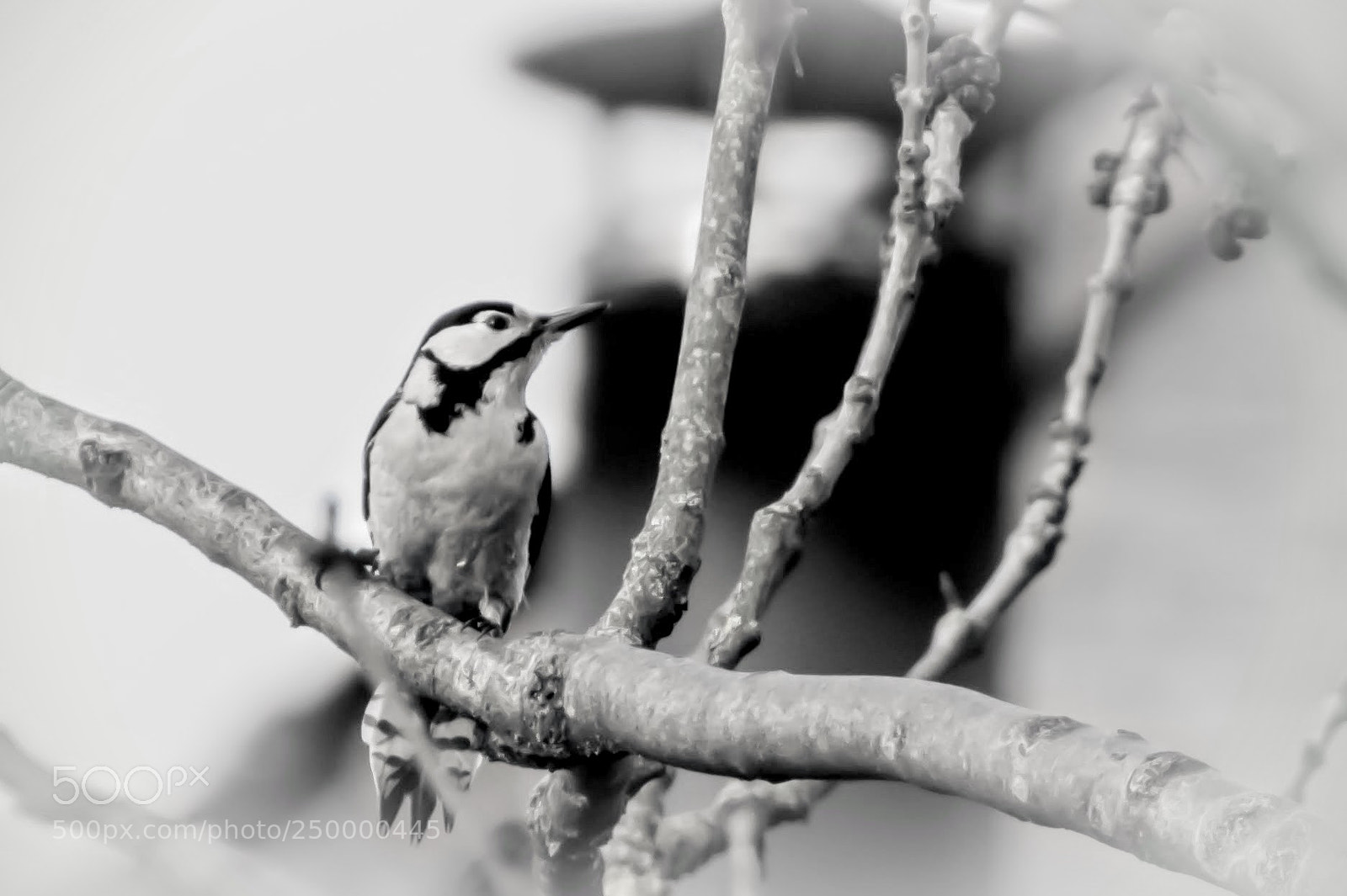 Nikon D500 sample photo. Woodpecker b&w photography