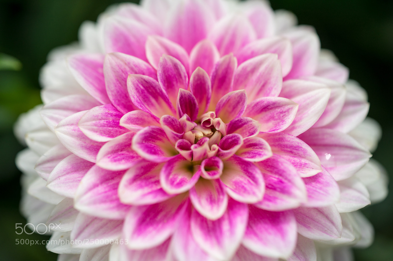 Sony a7 II sample photo. Flowers photography