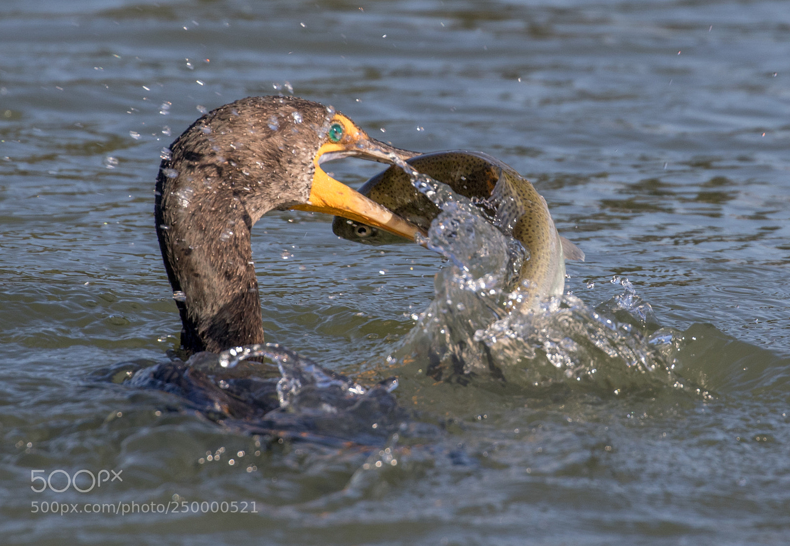 Canon EOS 7D Mark II sample photo. Cormorant with fish photography