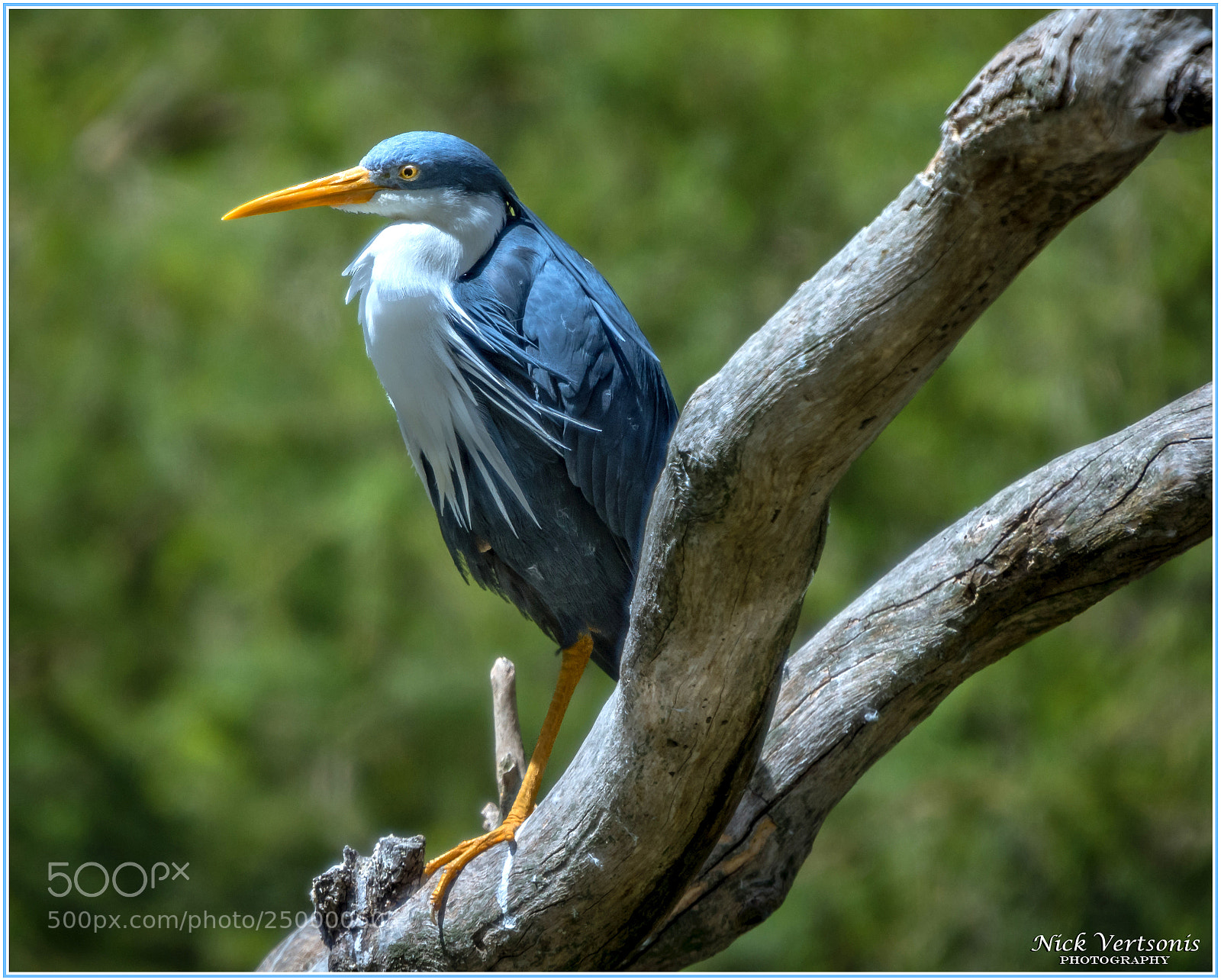 Nikon D7200 sample photo. Feeling blue... photography