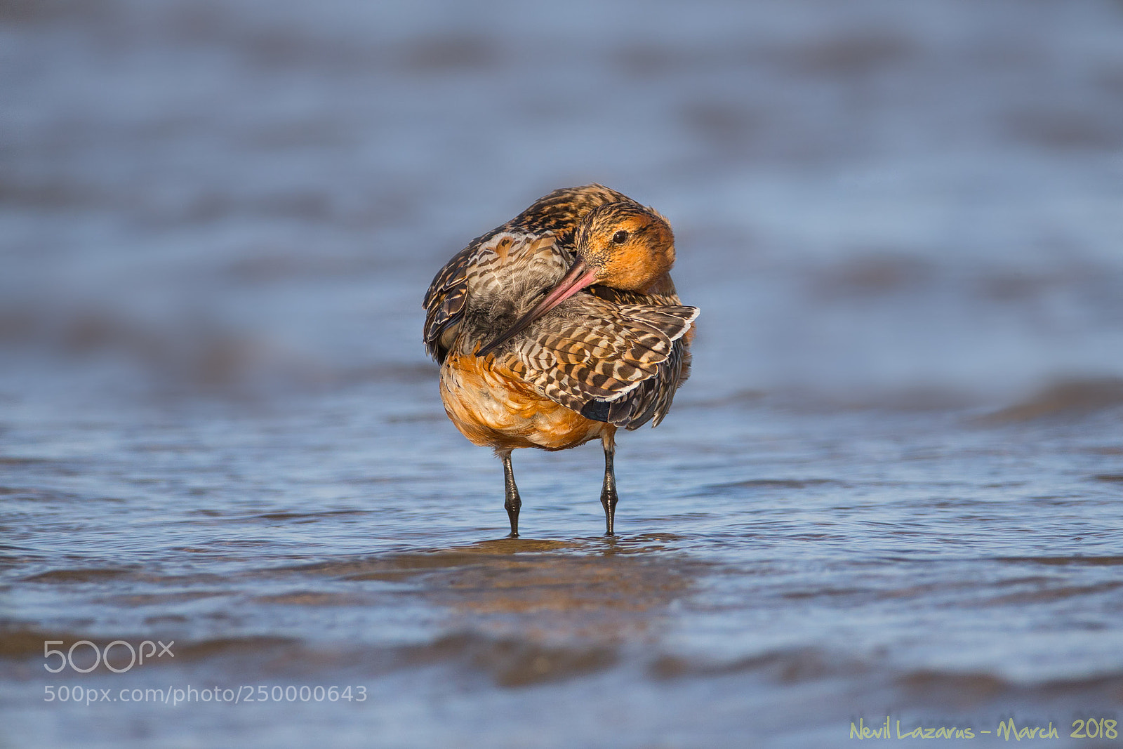 Canon EOS-1D X sample photo. Bar tailed godwit photography