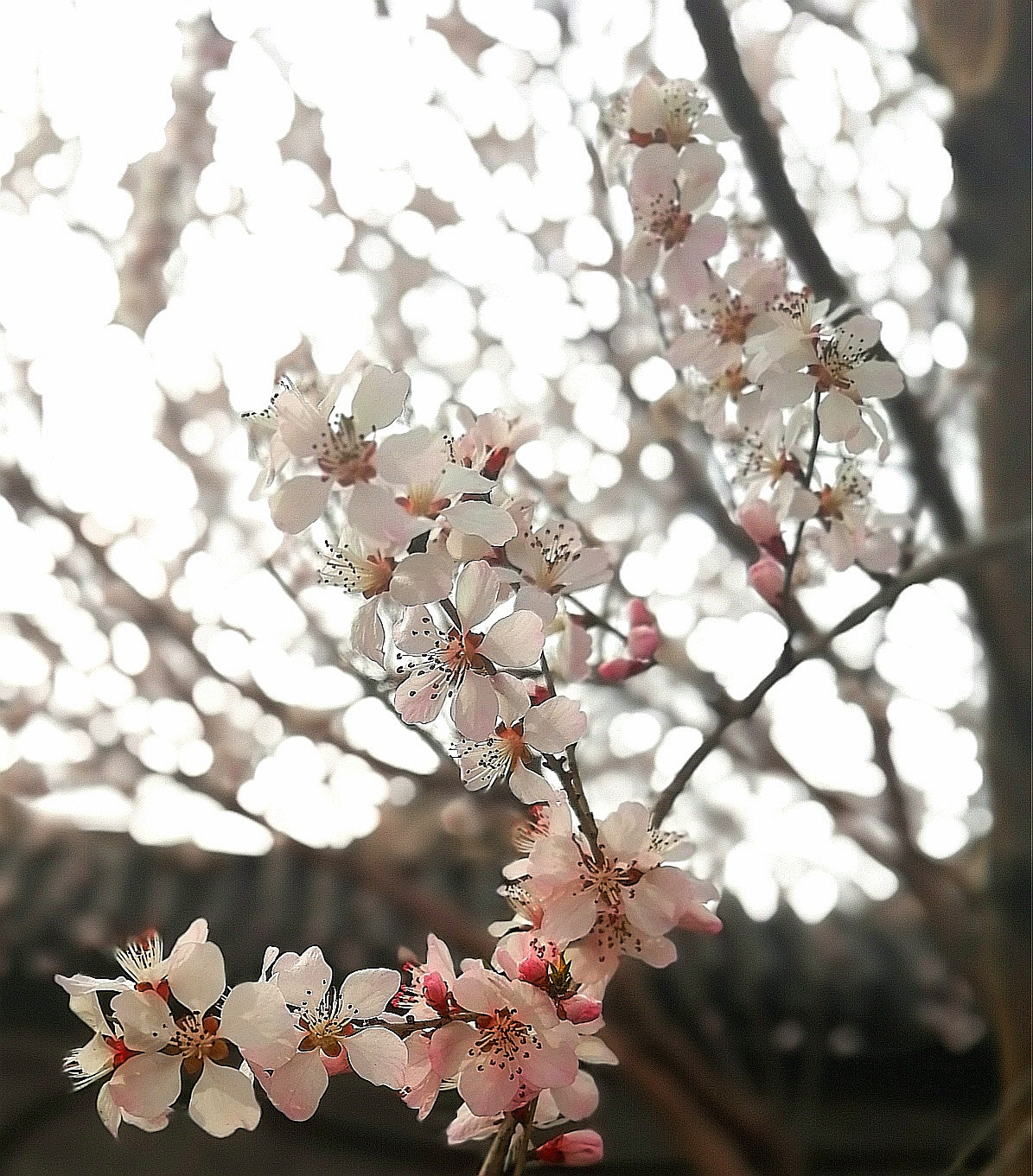 HUAWEI nova 2s sample photo