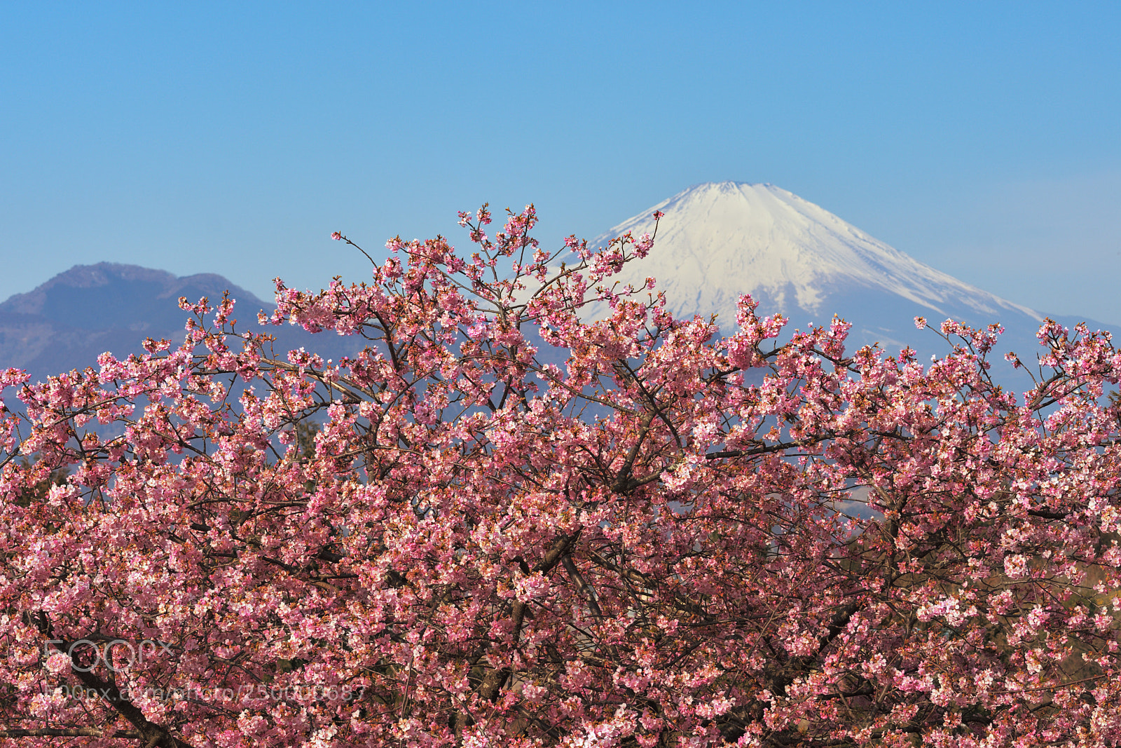 Nikon D7200 sample photo. Sakura&fuji photography