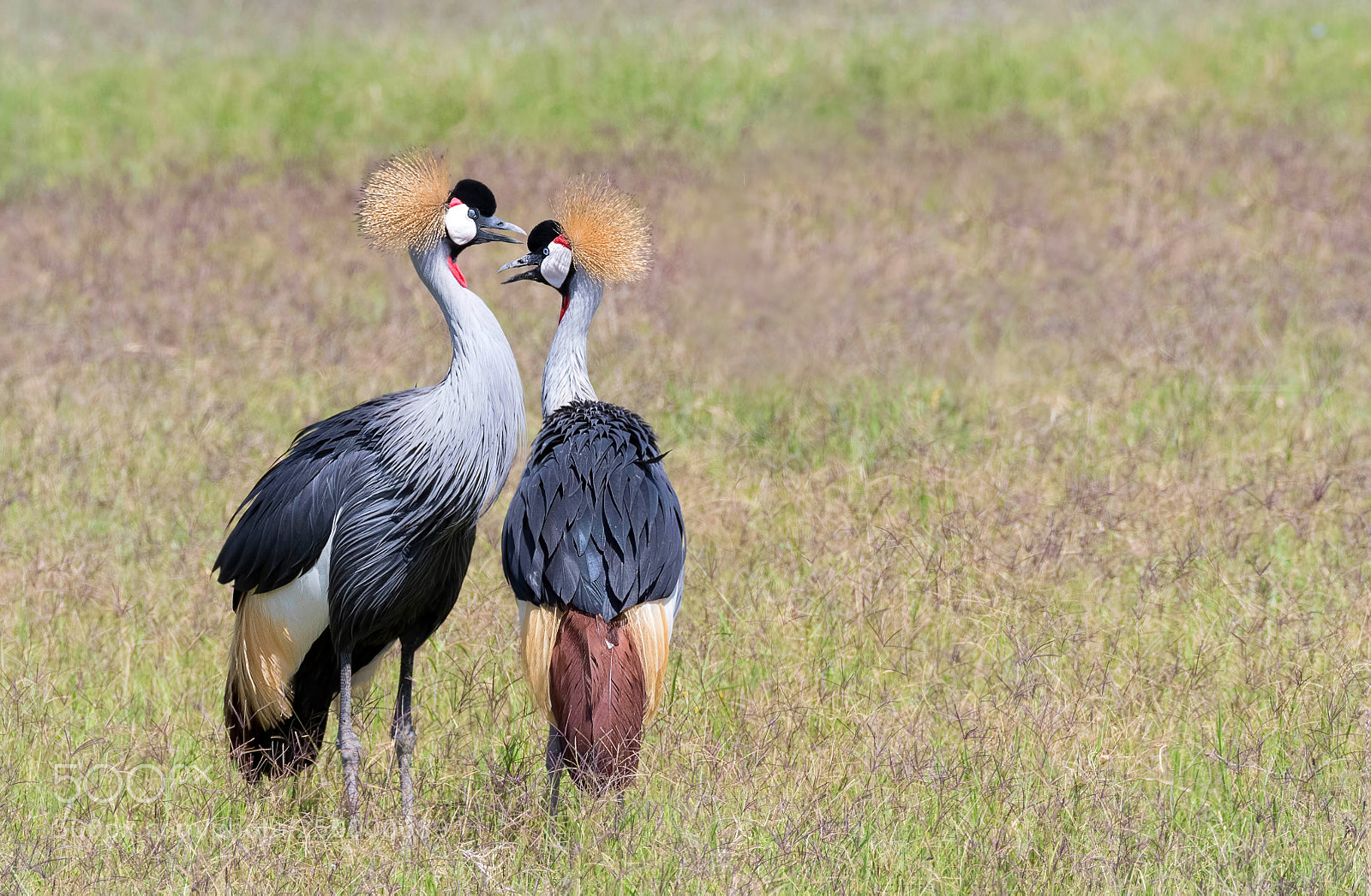 Nikon D500 sample photo. Grey crowned crane pair photography