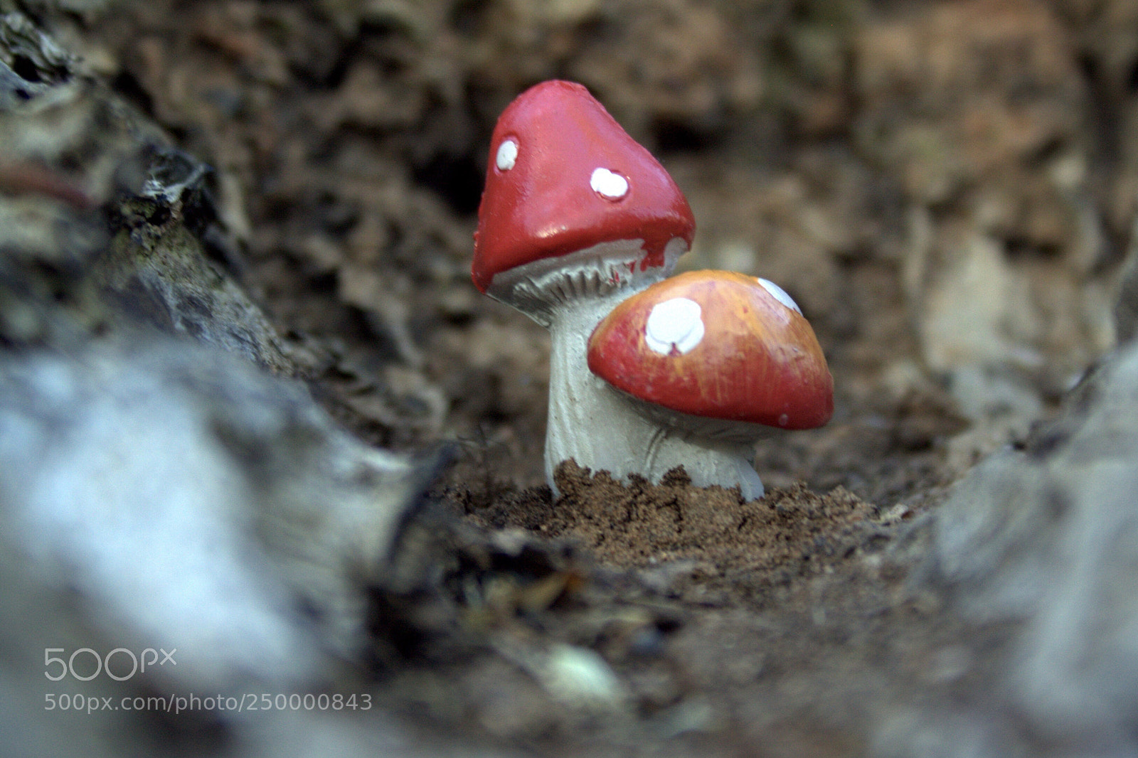 Canon EOS 500D (EOS Rebel T1i / EOS Kiss X3) sample photo. Fairy mushroom photography