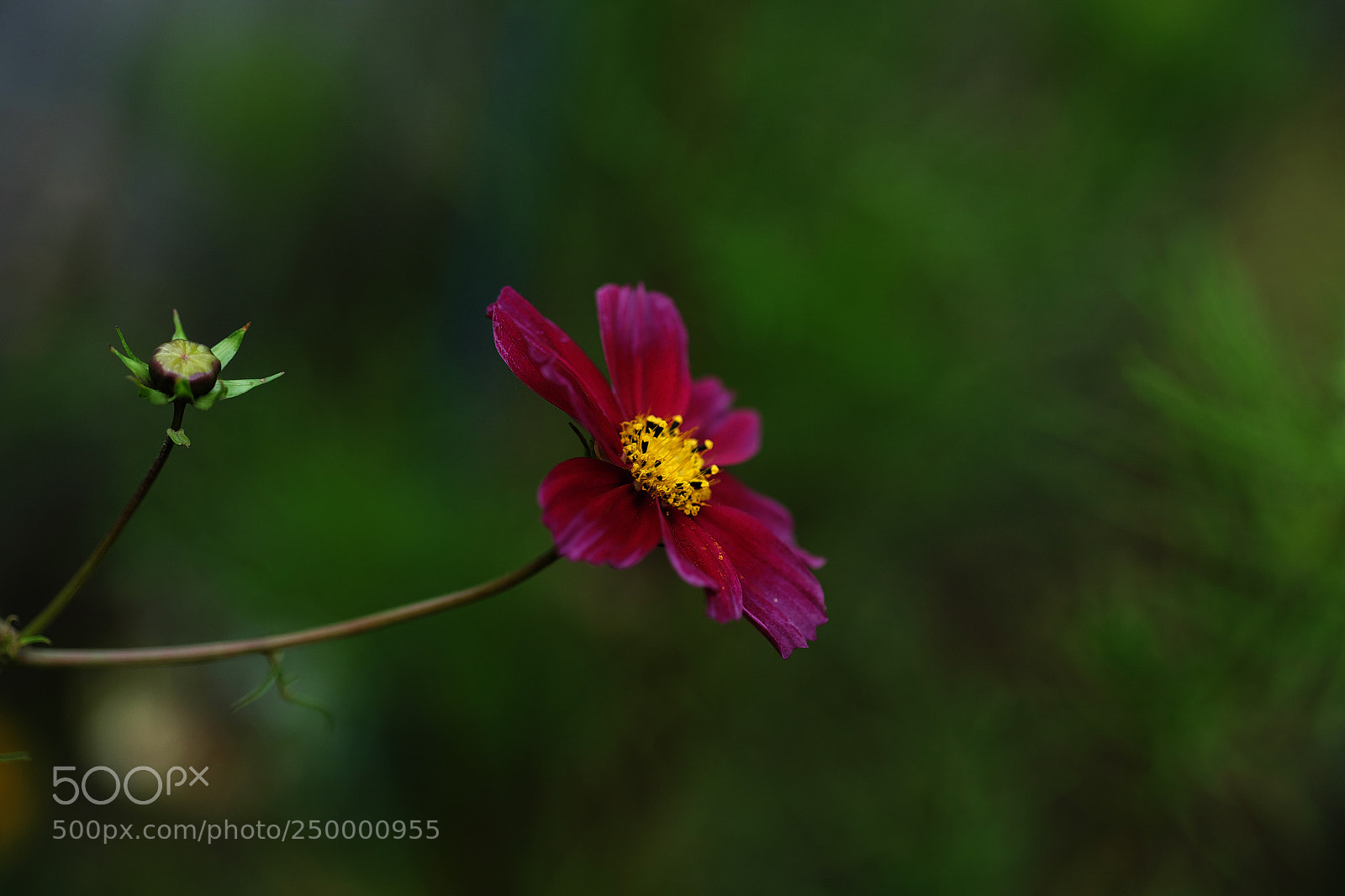 Fujifilm X-T1 sample photo. Wildflower photography