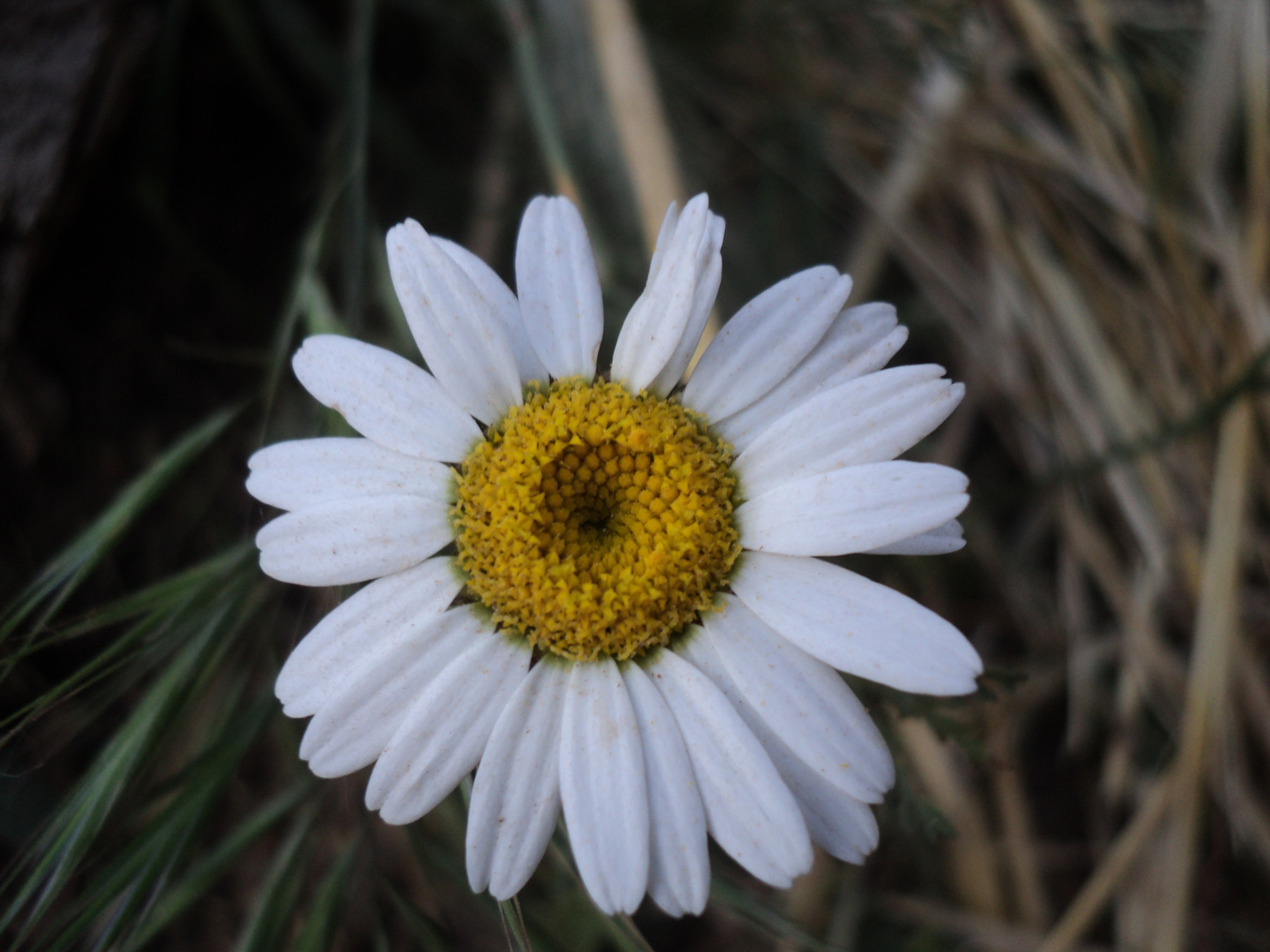 Sony DSC-S2000 sample photo. Flower photography