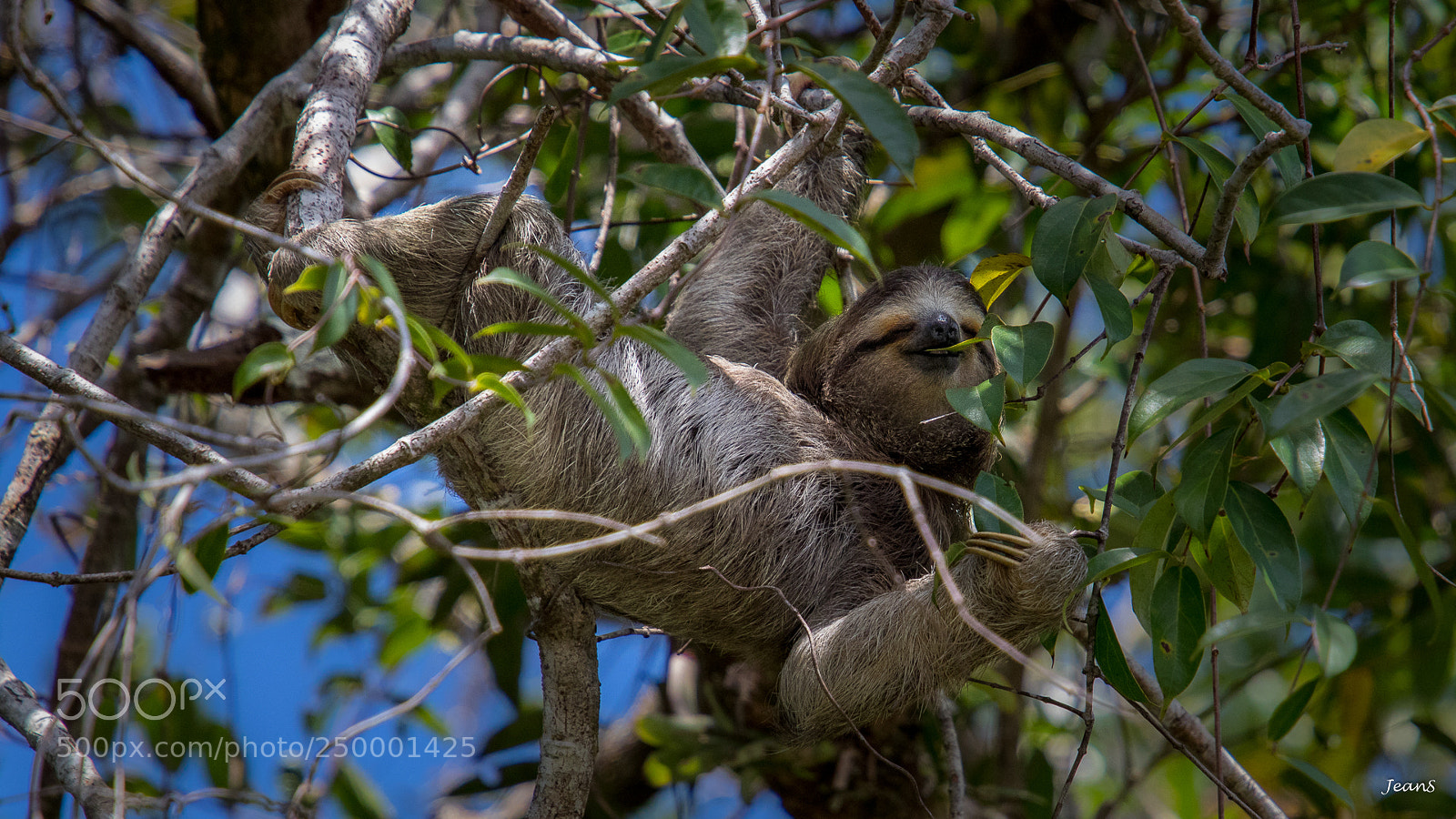 Canon EOS 80D sample photo. Three-toed sloth photography