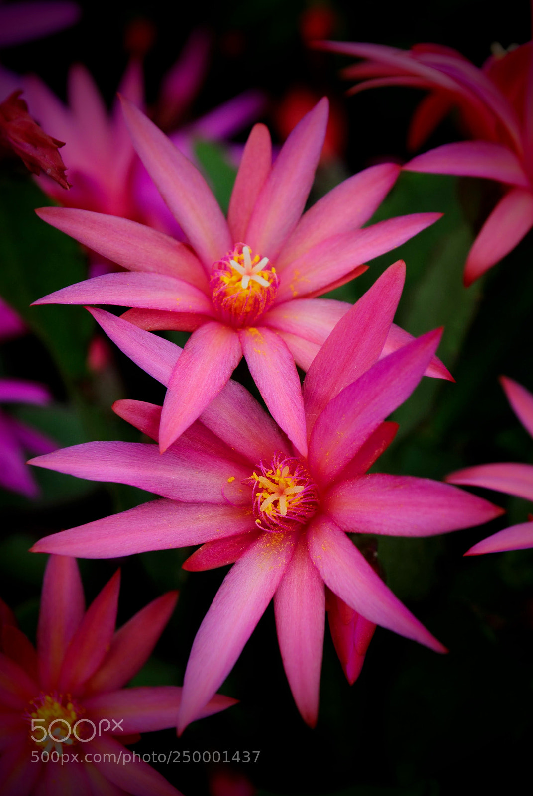 Nikon D3000 sample photo. Easter cactus rhipsalidopsis photography