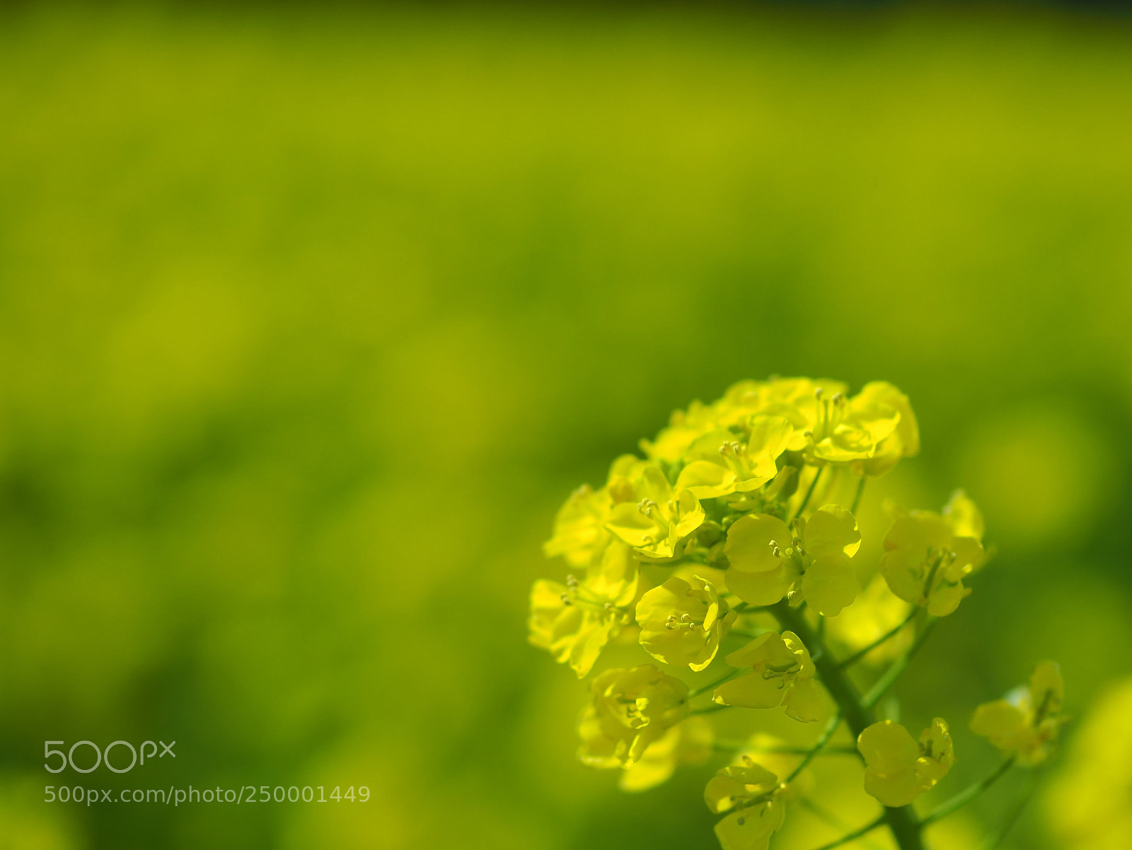 Olympus OM-D E-M5 II sample photo. 菜の花 photography