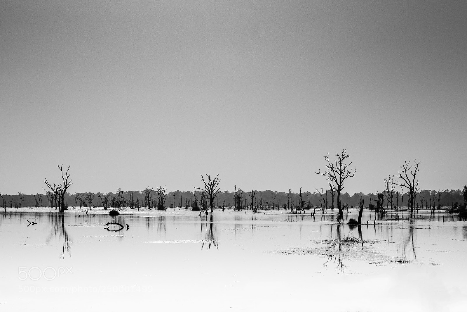 Sony a7R II sample photo. Cambodian swamp photography