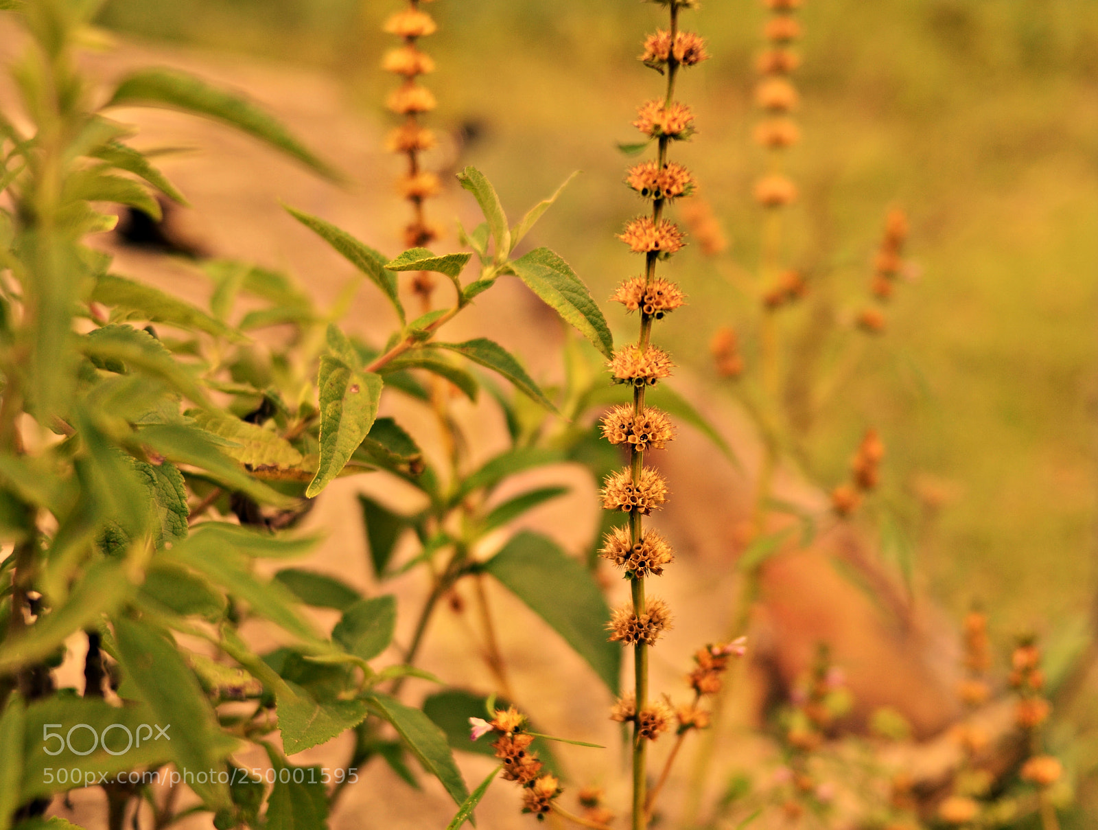 Nikon D3100 sample photo. Natural photography