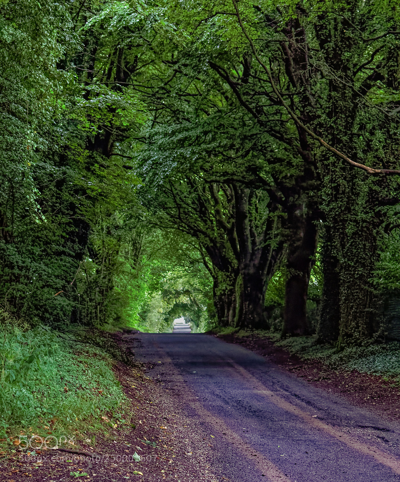 Canon EOS 60D sample photo. Natures tunnel photography