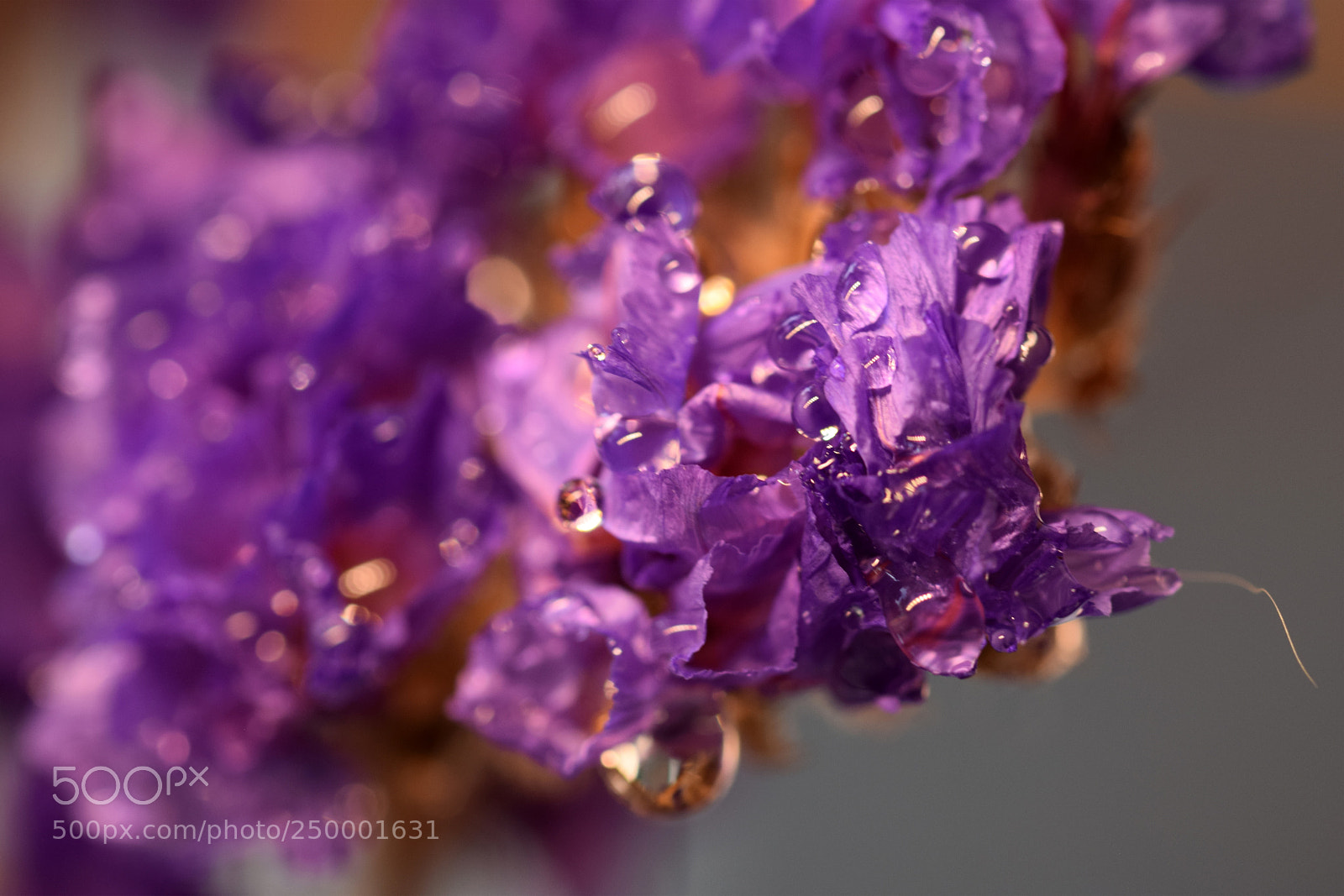 Nikon D5300 sample photo. Flower 01 photography