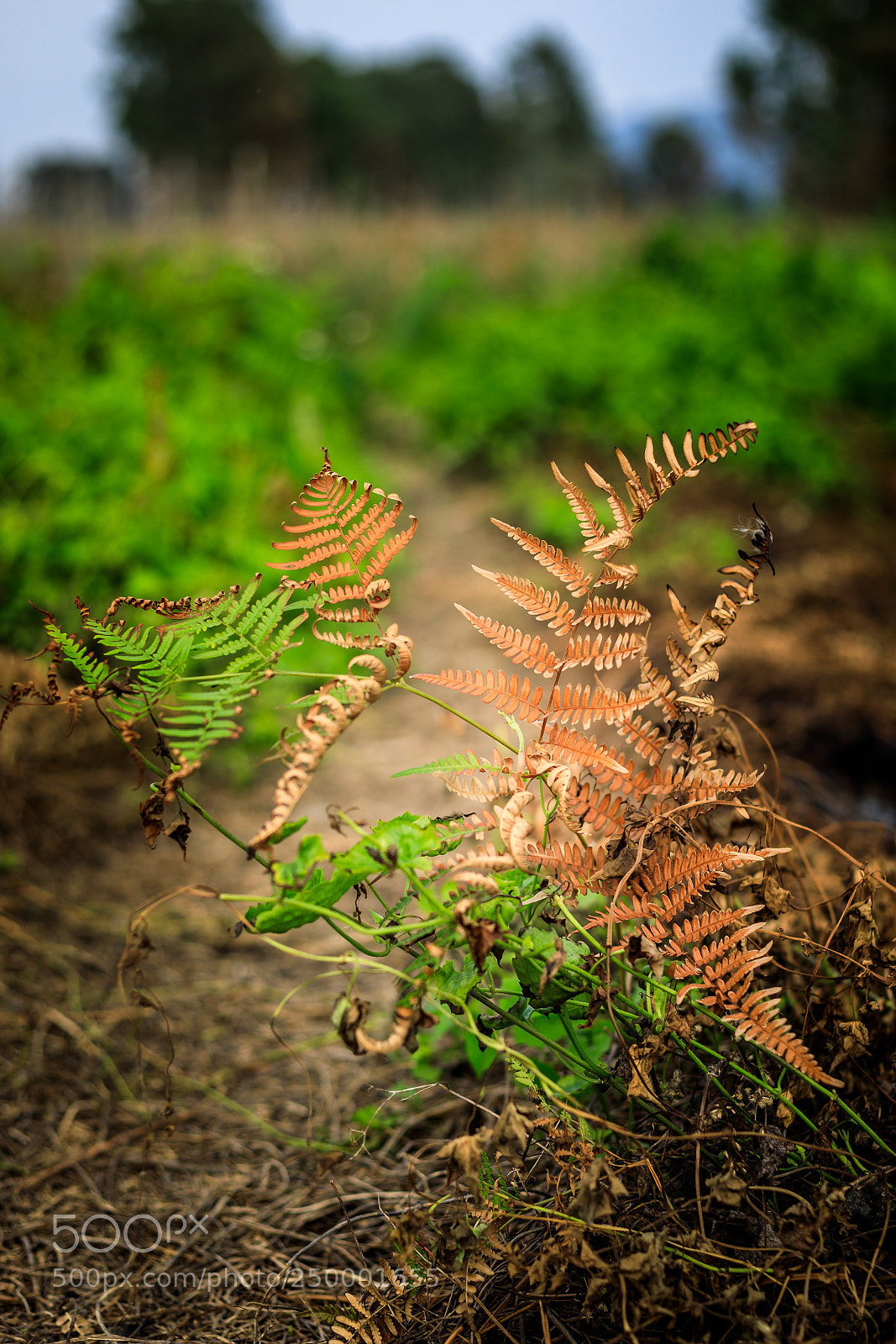 Canon EOS 5D Mark IV sample photo. Green.follow me on ig photography