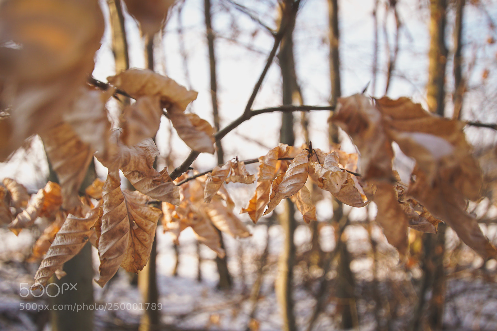 Sony a6300 sample photo. Sunny winter day photography