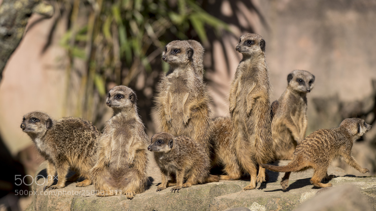Sony a7R III sample photo. Meerkat photography