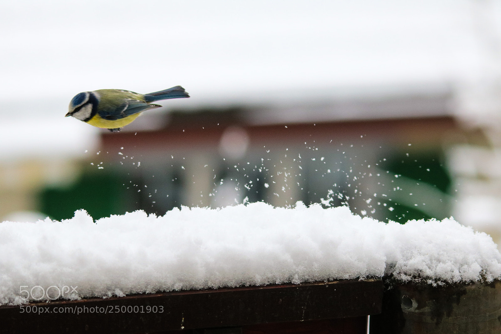 Canon EOS 750D (EOS Rebel T6i / EOS Kiss X8i) sample photo. I hate cold feet photography