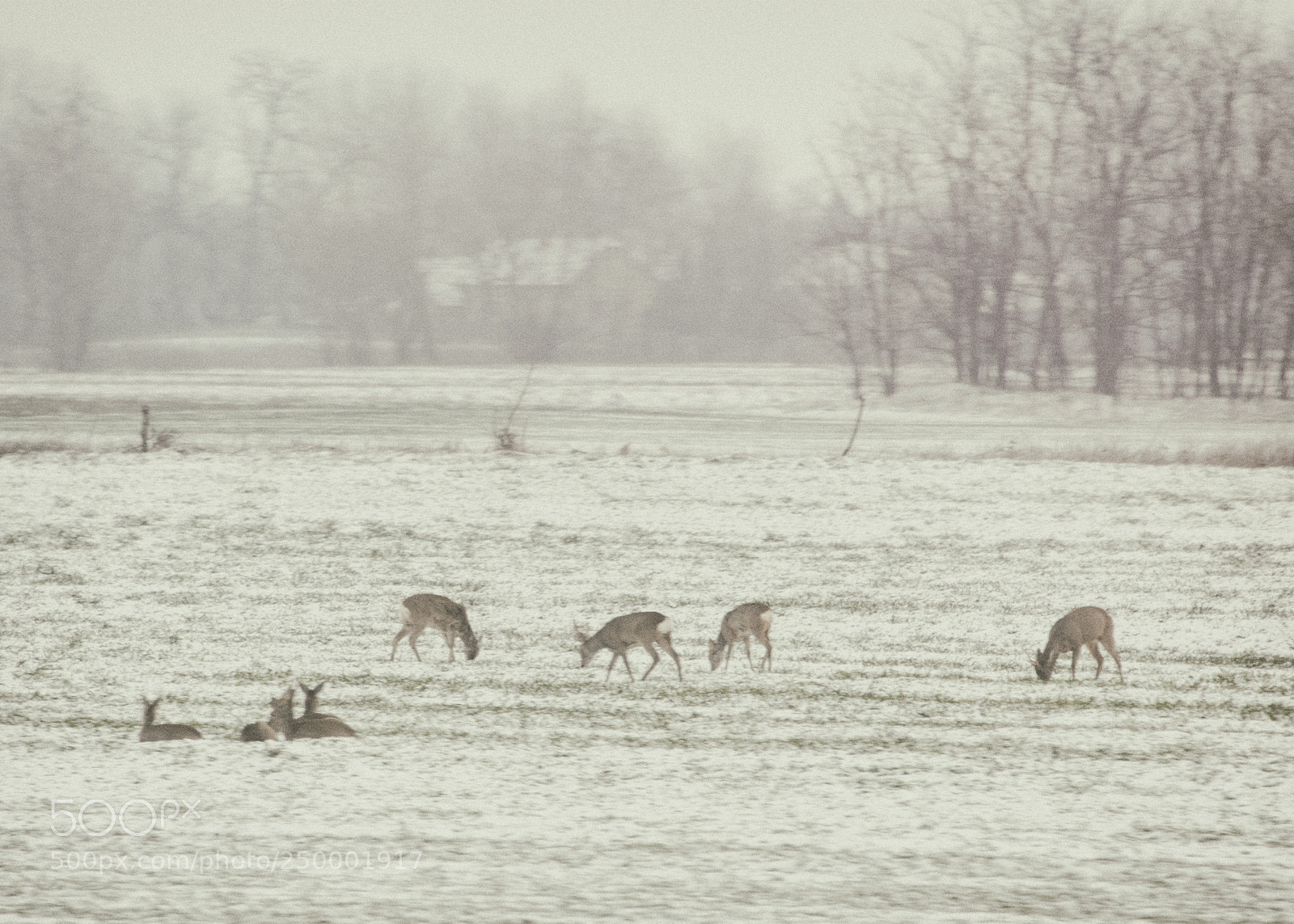 Nikon D5100 sample photo. Seven deers photography