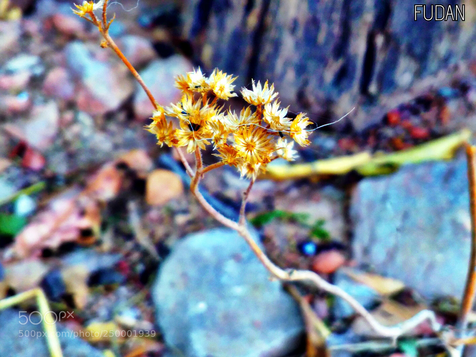 Xiaomi Redmi 4A sample photo. Untitled photography