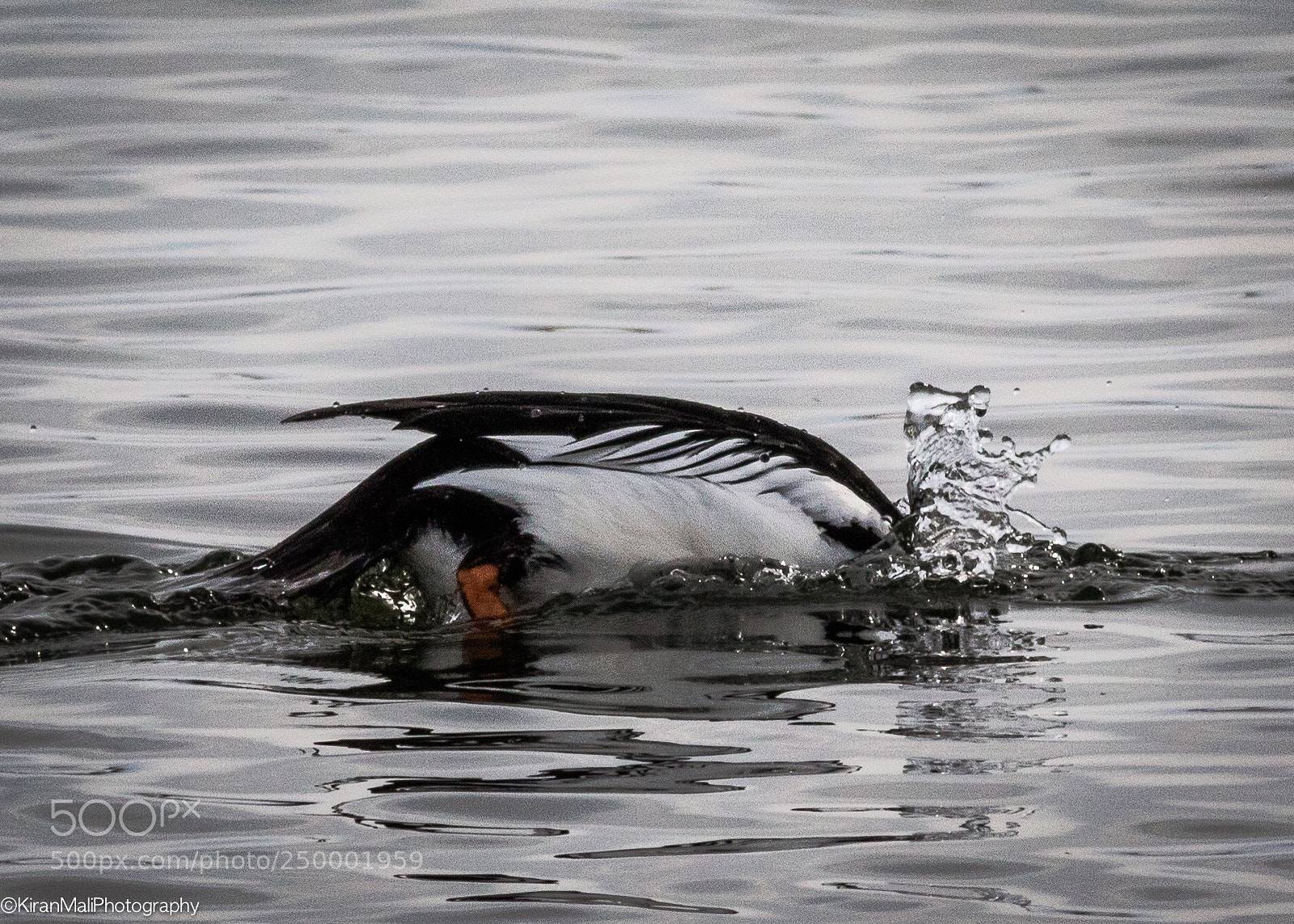 Canon EOS 7D Mark II sample photo. Goldeneye  photography