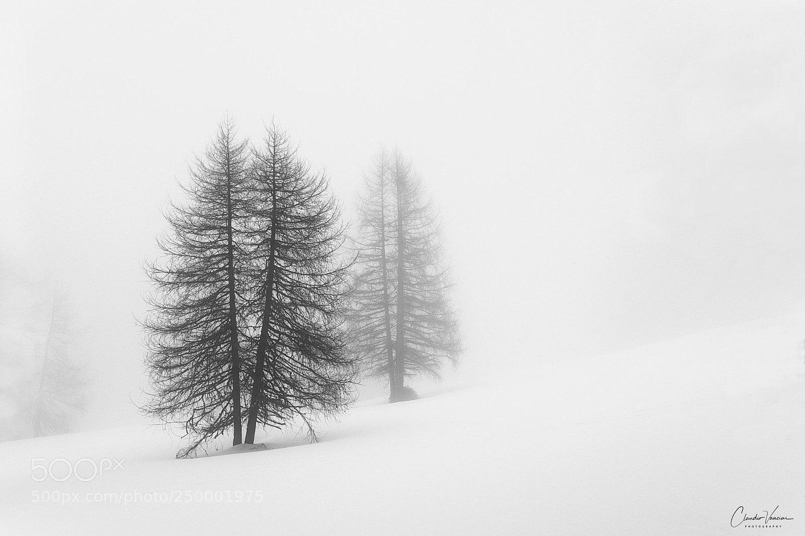 Nikon D5600 sample photo. Trees in the fog photography