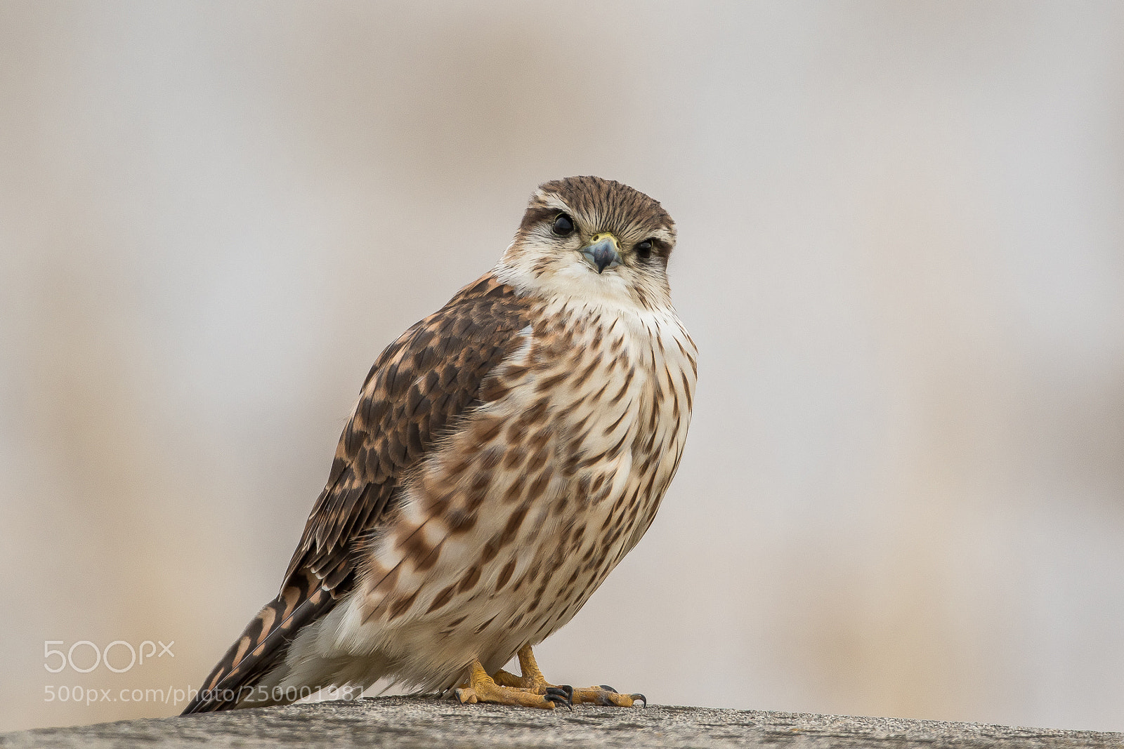 Canon EOS 7D Mark II sample photo. What's up? (merlin) photography
