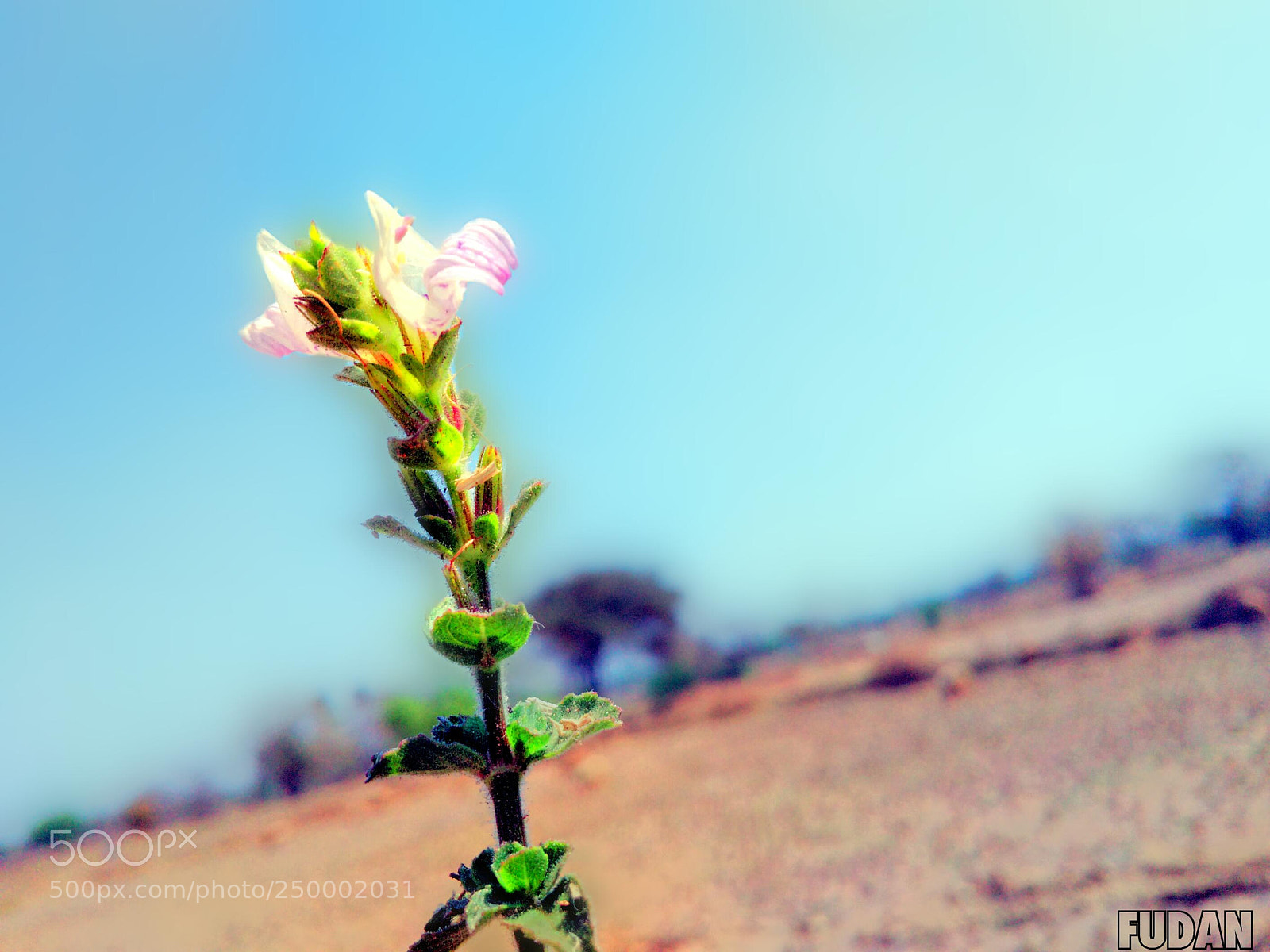 Xiaomi Redmi 4A sample photo. Untitled photography