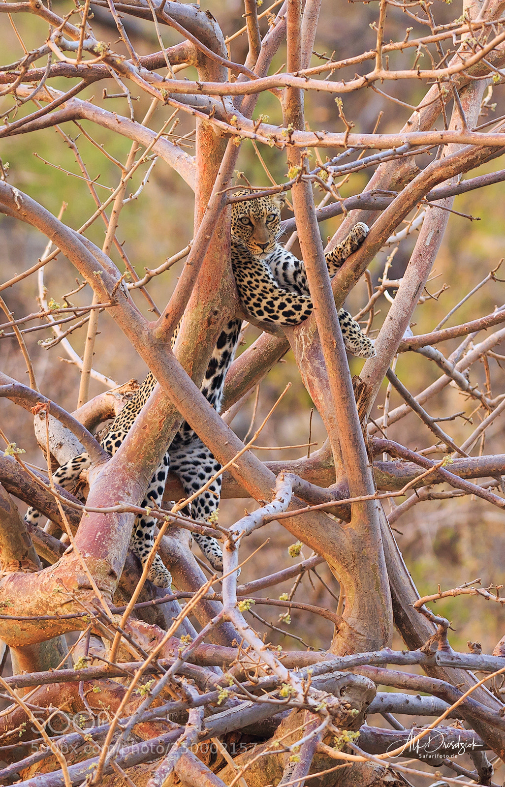 Canon EOS 7D Mark II sample photo. Leopard in the bush photography
