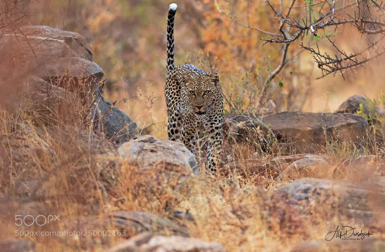 Canon EOS 7D Mark II sample photo. Leopard schleicht an photography